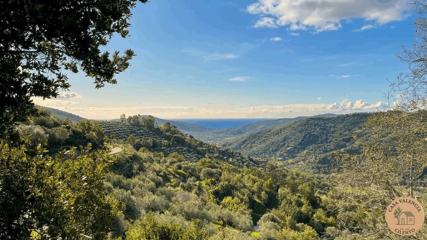 Panoramic terrace view